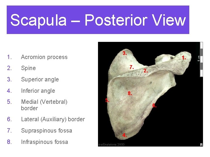 Scapula – Posterior View 1. Acromion process 2. Spine 3. Superior angle 4. Inferior