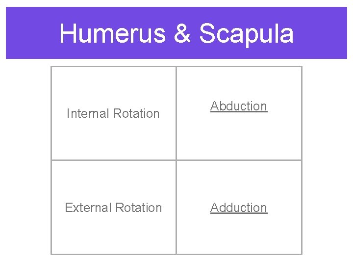 Humerus & Scapula Internal Rotation External Rotation Abduction Adduction 