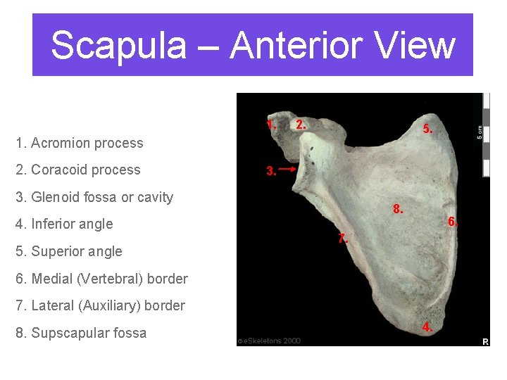 Scapula – Anterior View 1. 2. 5. 1. Acromion process 2. Coracoid process 3.
