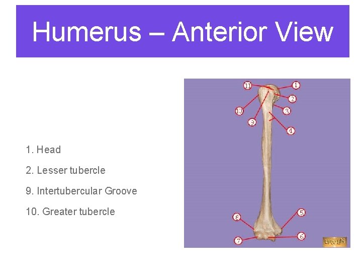 Humerus – Anterior View 1. Head 2. Lesser tubercle 9. Intertubercular Groove 10. Greater