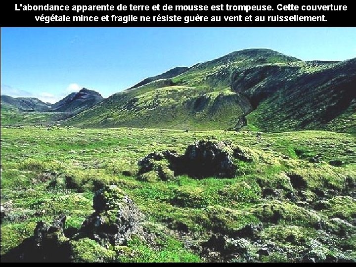 L'abondance apparente de terre et de mousse est trompeuse. Cette couverture végétale mince et