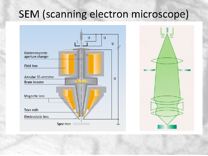 SEM (scanning electron microscope) 