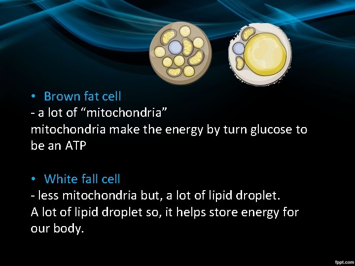  • Brown fat cell - a lot of “mitochondria” mitochondria make the energy