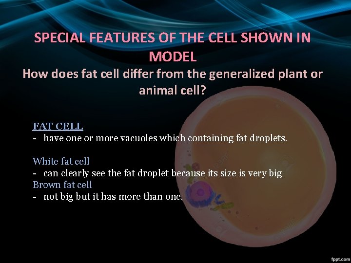 SPECIAL FEATURES OF THE CELL SHOWN IN MODEL How does fat cell differ from