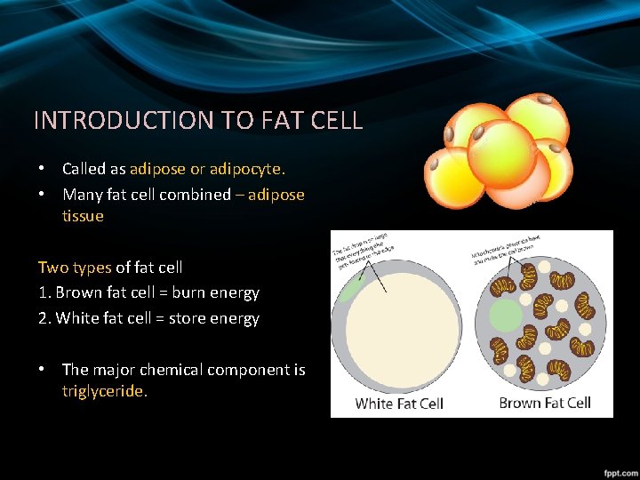 INTRODUCTION TO FAT CELL • Called as adipose or adipocyte. • Many fat cell