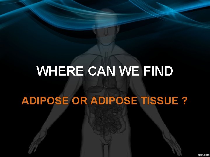 WHERE CAN WE FIND ADIPOSE OR ADIPOSE TISSUE ? 