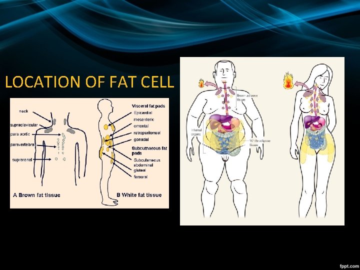 LOCATION OF FAT CELL 