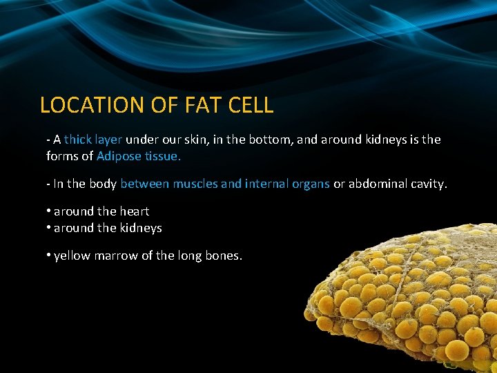 LOCATION OF FAT CELL - A thick layer under our skin, in the bottom,