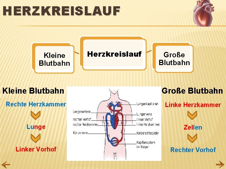 HERZKREISLAUF Kleine Blutbahn Herzkreislauf Große Blutbahn Rechte Herzkammer Linke Herzkammer Lunge Zellen Linker Vorhof