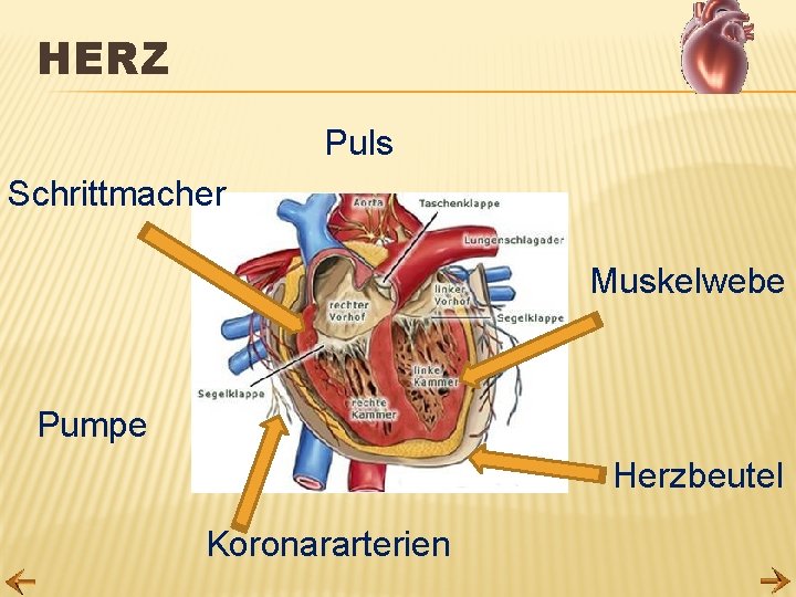 HERZ Puls Schrittmacher Muskelwebe Pumpe Herzbeutel Koronararterien 