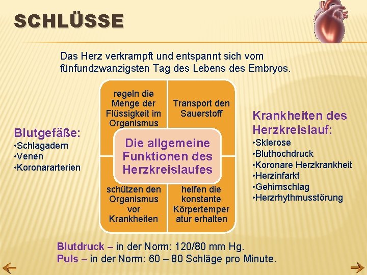 SCHLÜSSE Das Herz verkrampft und entspannt sich vom fünfundzwanzigsten Tag des Lebens des Embryos.