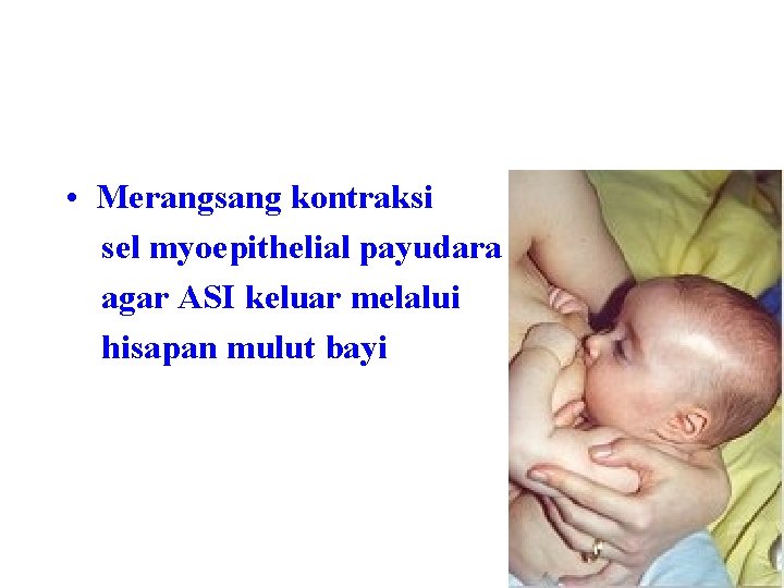  • Merangsang kontraksi sel myoepithelial payudara agar ASI keluar melalui hisapan mulut bayi