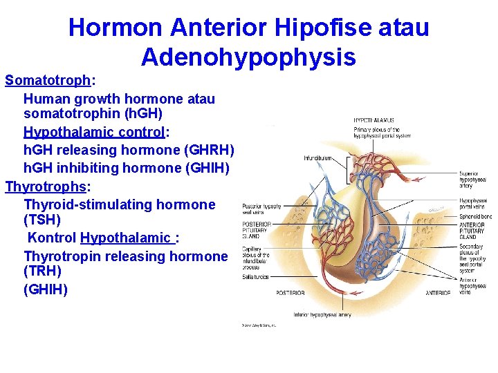 Hormon Anterior Hipofise atau Adenohypophysis Somatotroph: Human growth hormone atau somatotrophin (h. GH) Hypothalamic