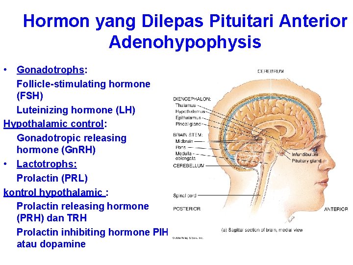 Hormon yang Dilepas Pituitari Anterior Adenohypophysis • Gonadotrophs: Follicle-stimulating hormone (FSH) Luteinizing hormone (LH)