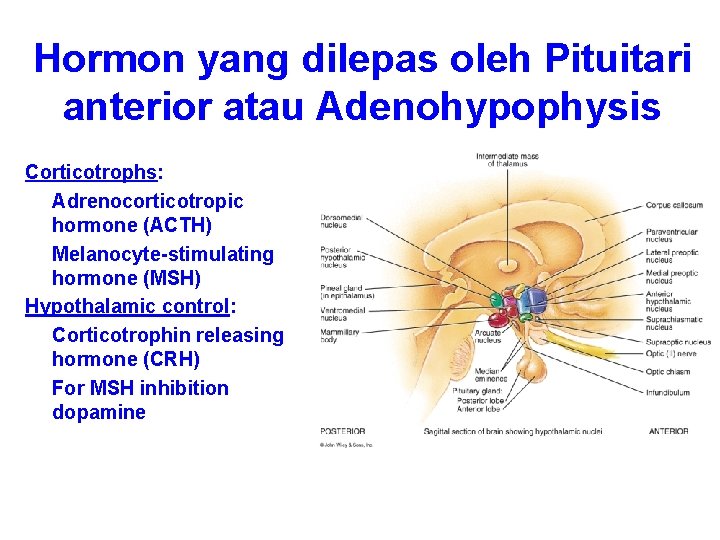 Hormon yang dilepas oleh Pituitari anterior atau Adenohypophysis Corticotrophs: Adrenocorticotropic hormone (ACTH) Melanocyte-stimulating hormone