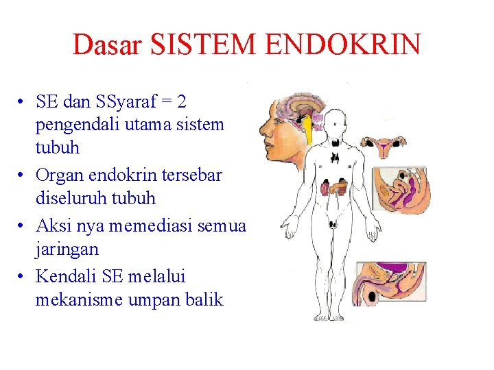 Dasar SISTEM ENDOKRIN • SE dan SSyaraf = 2 pengendali utama sistem tubuh •