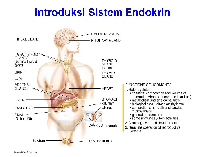 Introduksi Sistem Endokrin 