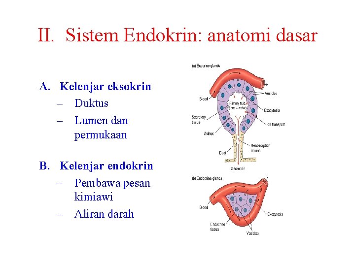 II. Sistem Endokrin: anatomi dasar A. Kelenjar eksokrin – Duktus – Lumen dan permukaan