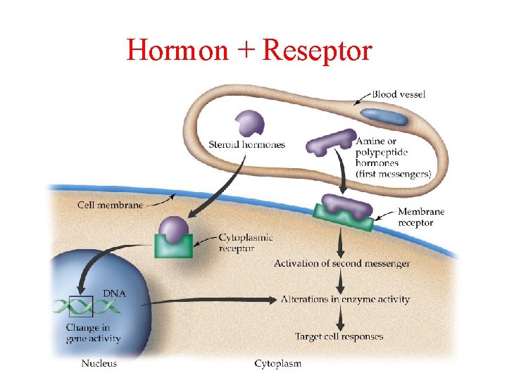 Hormon + Reseptor 