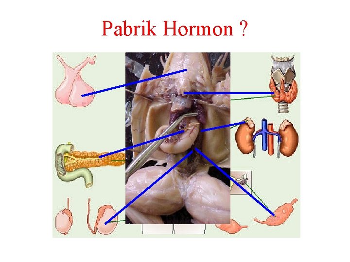 Pabrik Hormon ? 