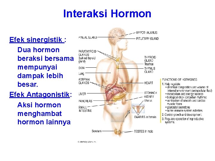 Interaksi Hormon Efek sinergistik : Dua hormon beraksi bersama mempunyai dampak lebih besar. Efek