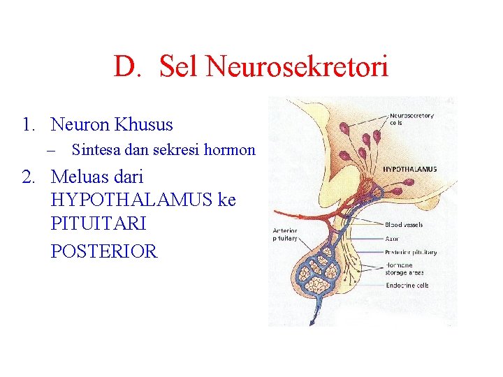 D. Sel Neurosekretori 1. Neuron Khusus – Sintesa dan sekresi hormon 2. Meluas dari