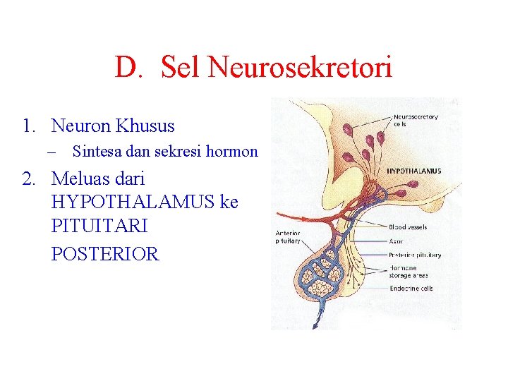 D. Sel Neurosekretori 1. Neuron Khusus – Sintesa dan sekresi hormon 2. Meluas dari