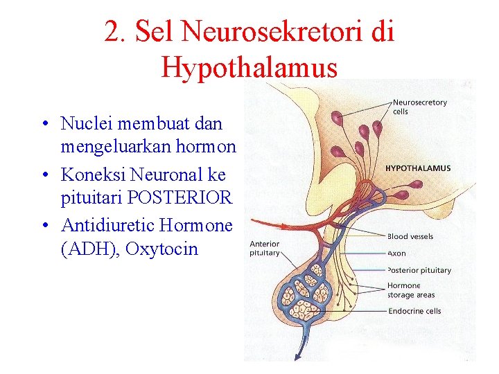 2. Sel Neurosekretori di Hypothalamus • Nuclei membuat dan mengeluarkan hormon • Koneksi Neuronal