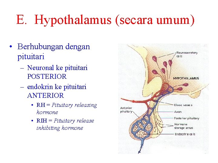 E. Hypothalamus (secara umum) • Berhubungan dengan pituitari – Neuronal ke pituitari POSTERIOR –