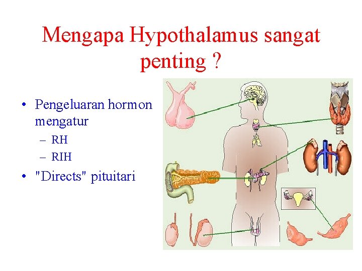 Mengapa Hypothalamus sangat penting ? • Pengeluaran hormon mengatur – RH – RIH •