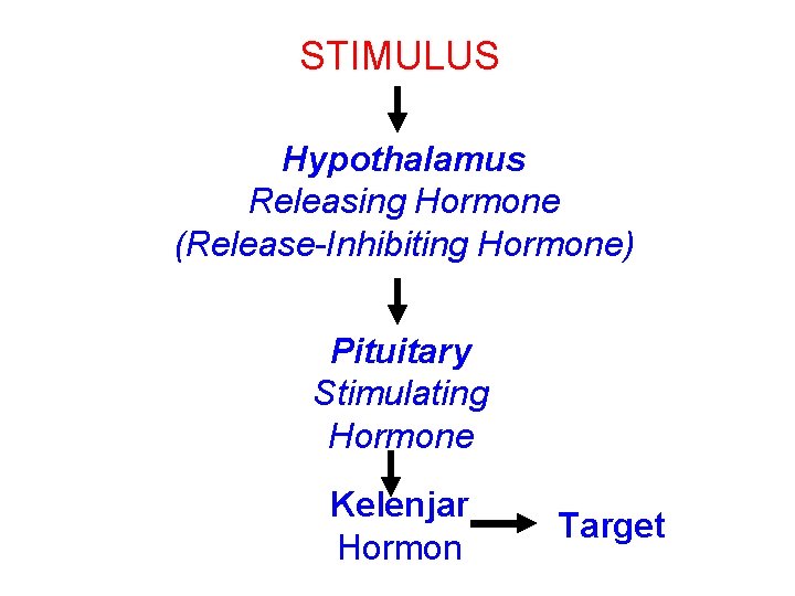 STIMULUS Hypothalamus Releasing Hormone (Release-Inhibiting Hormone) Pituitary Stimulating Hormone Kelenjar Hormon Target 