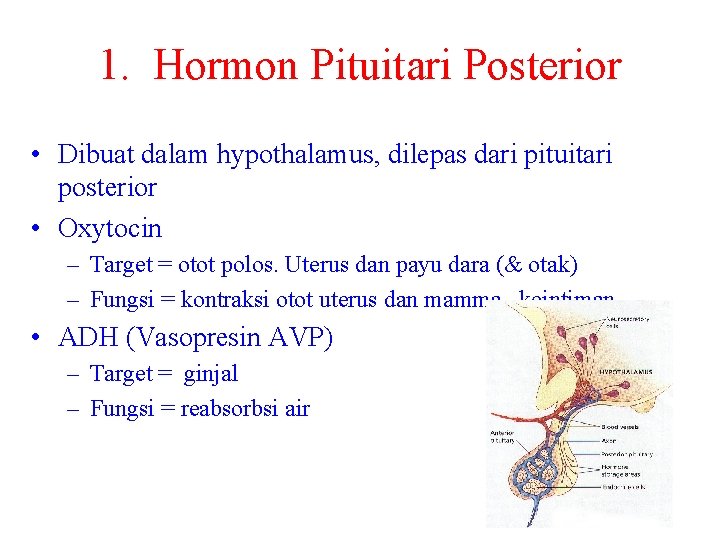 1. Hormon Pituitari Posterior • Dibuat dalam hypothalamus, dilepas dari pituitari posterior • Oxytocin