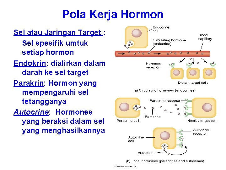 Pola Kerja Hormon Sel atau Jaringan Target : Sel spesifik umtuk setiap hormon Endokrin: