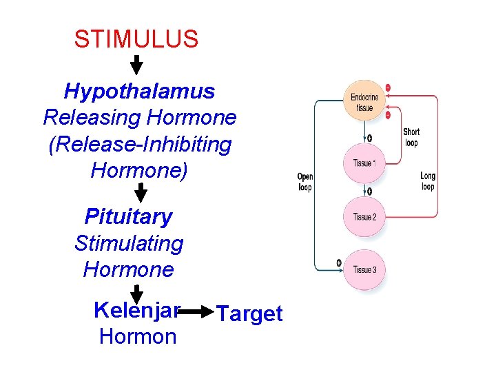 STIMULUS Hypothalamus Releasing Hormone (Release-Inhibiting Hormone) Pituitary Stimulating Hormone Kelenjar Hormon Target 