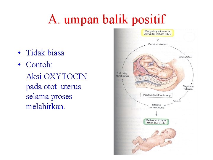 A. umpan balik positif • Tidak biasa • Contoh: Aksi OXYTOCIN pada otot uterus