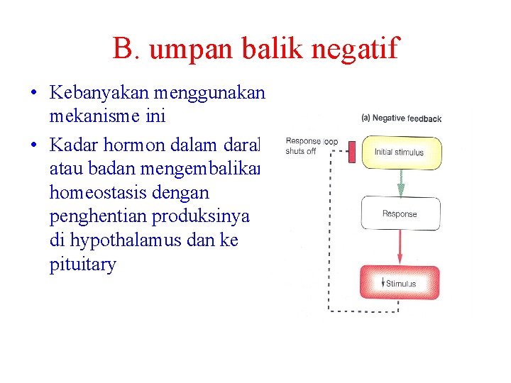 B. umpan balik negatif • Kebanyakan menggunakan mekanisme ini • Kadar hormon dalam darah