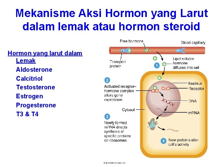 Mekanisme Aksi Hormon yang Larut dalam lemak atau hormon steroid Hormon yang larut dalam