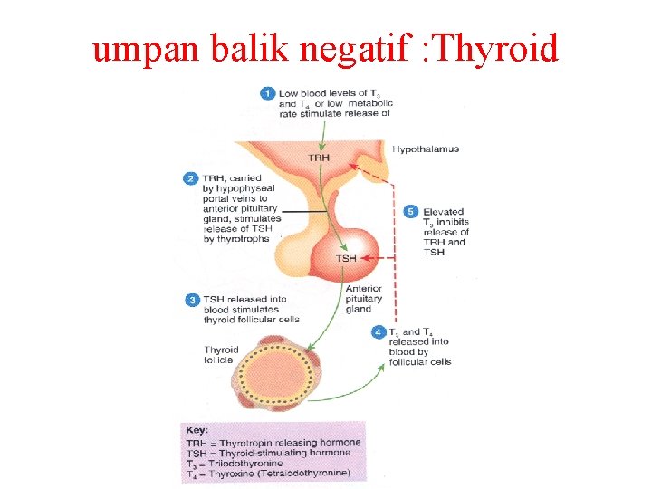 umpan balik negatif : Thyroid 