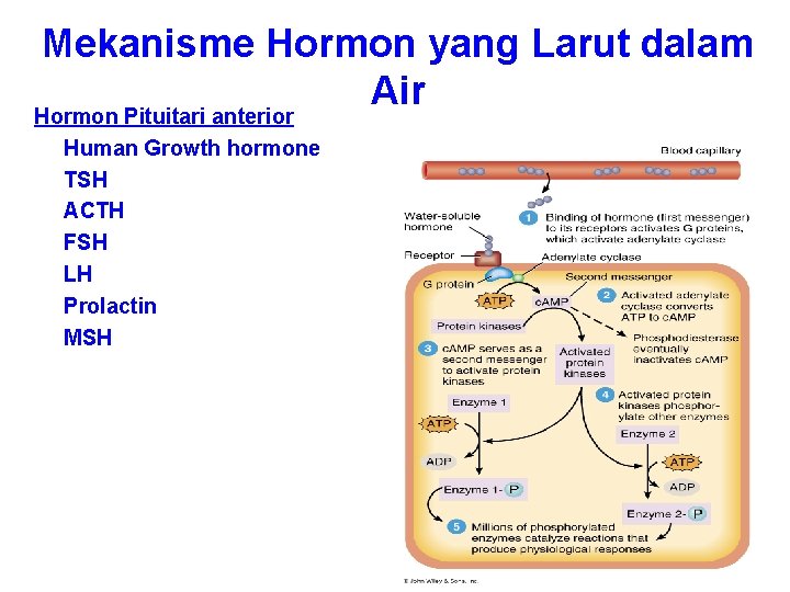 Mekanisme Hormon yang Larut dalam Air Hormon Pituitari anterior Human Growth hormone TSH ACTH