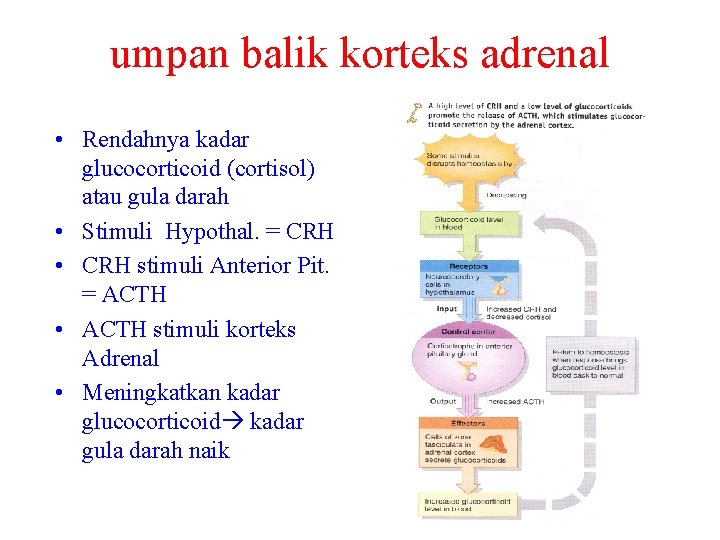 umpan balik korteks adrenal • Rendahnya kadar glucocorticoid (cortisol) atau gula darah • Stimuli