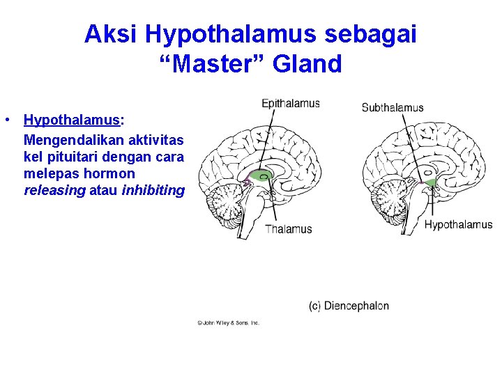 Aksi Hypothalamus sebagai “Master” Gland • Hypothalamus: Mengendalikan aktivitas kel pituitari dengan cara melepas