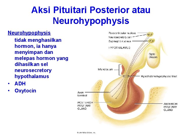 Aksi Pituitari Posterior atau Neurohypophysis tidak menghasilkan hormon, ia hanya menyimpan dan melepas hormon