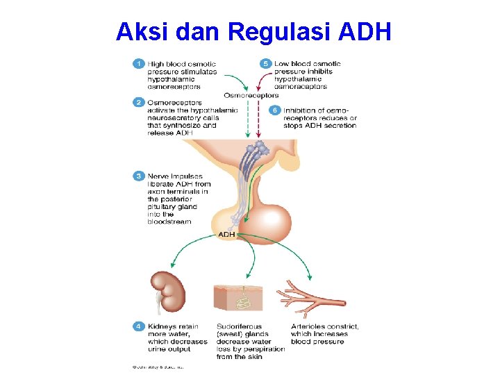 Aksi dan Regulasi ADH 