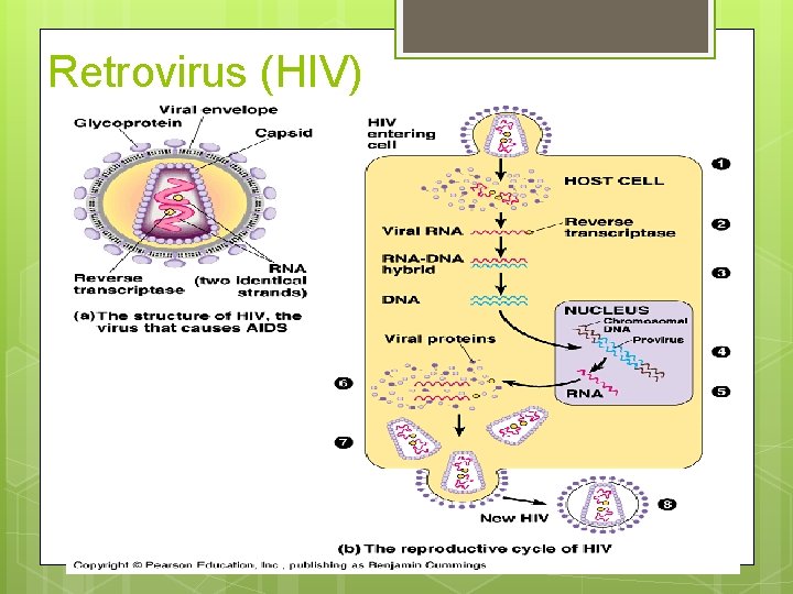 Retrovirus (HIV) 