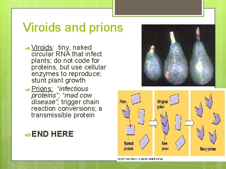 Viroids and prions Viroids: tiny, naked circular RNA that infect plants; do not code