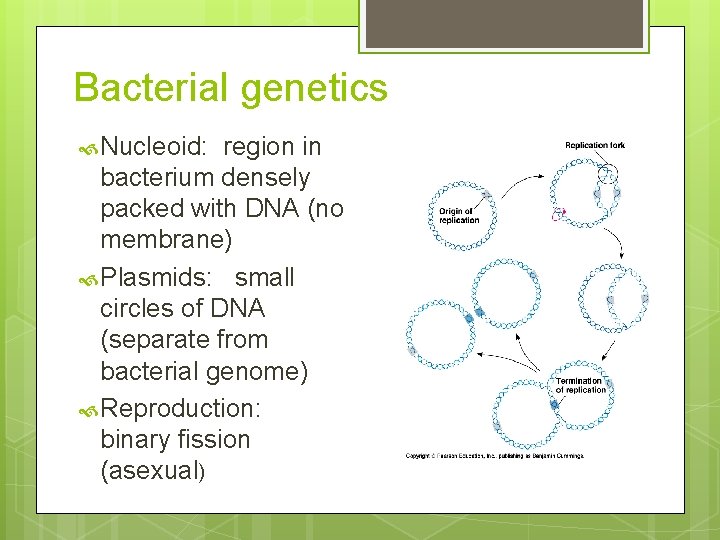 Bacterial genetics Nucleoid: region in bacterium densely packed with DNA (no membrane) Plasmids: small