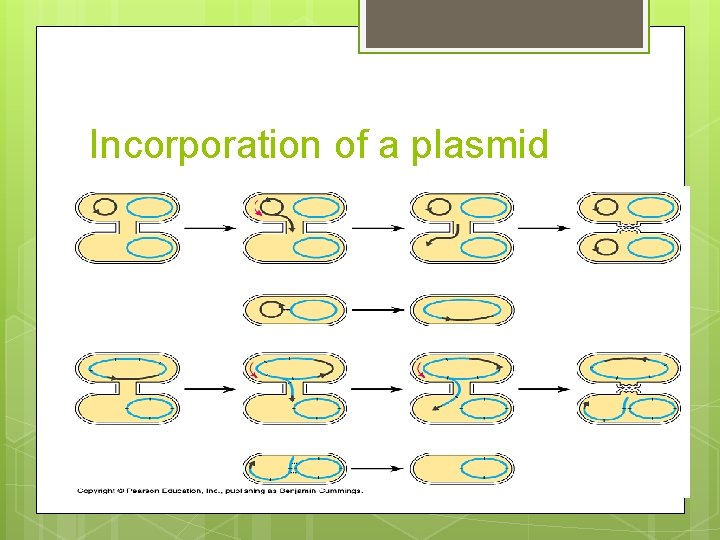 Incorporation of a plasmid 