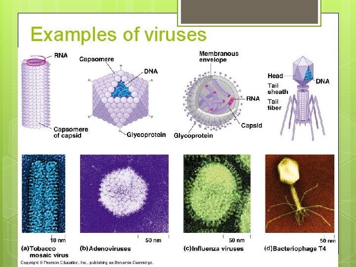 Examples of viruses 