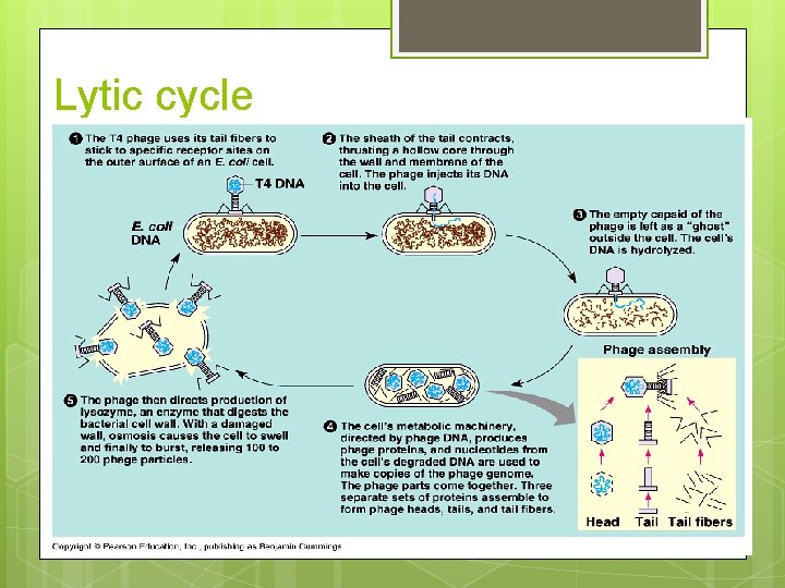 Lytic cycle 