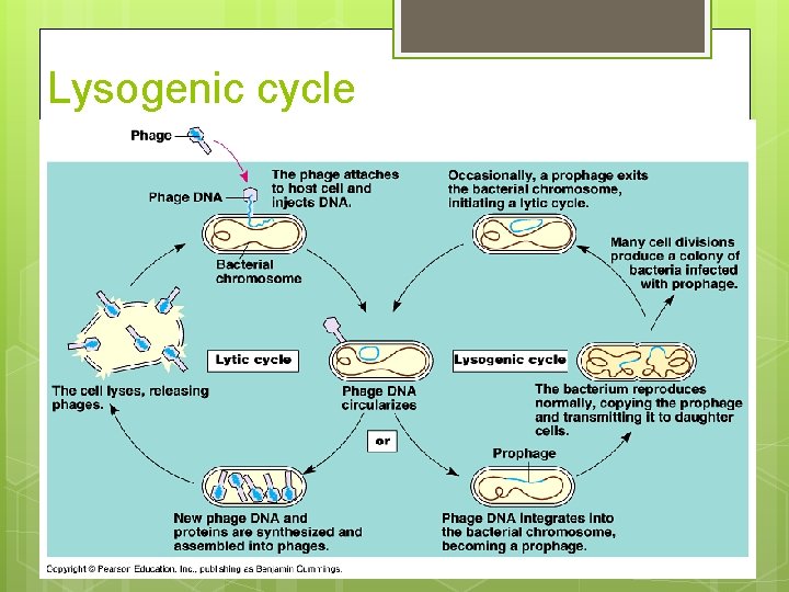 Lysogenic cycle 